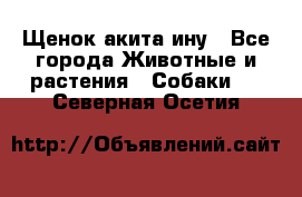 Щенок акита ину - Все города Животные и растения » Собаки   . Северная Осетия